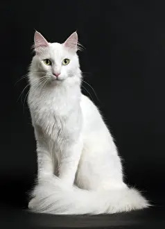 Angoras: Cat Turkish Angora