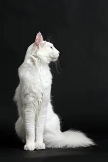 Angoras: Cat Turkish Angora