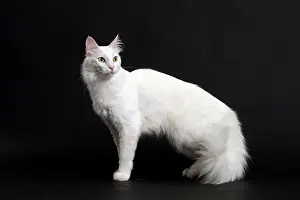 Angoras: Cat Turkish Angora