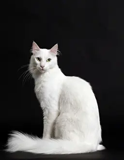 Angoras: Cat Turkish Angora
