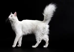 Angoras: Cat Turkish Angora