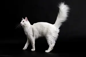 Angoras: Cat Turkish Angora