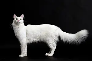 Angoras: Cat Turkish Angora