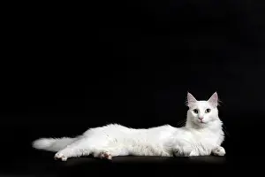 Angoras: Cat Turkish Angora