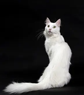 Angoras: Cat Turkish Angora