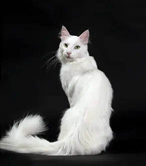 Angoras: Cat Turkish Angora