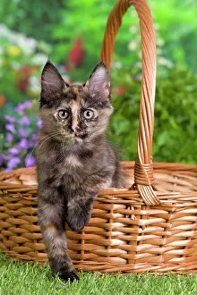 Calico: Cat - Turkish Angora - in basket