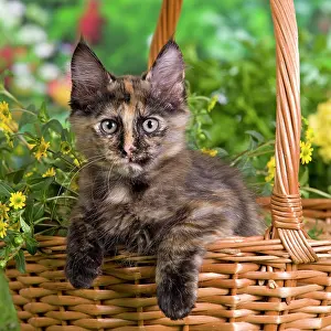 Calico: Cat - Turkish Angora - in basket
