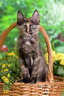 Calico: Cat - Turkish Angora - in basket