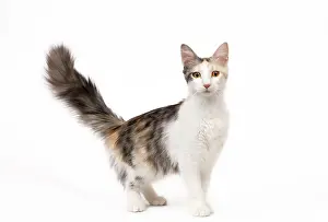 Tortoiseshells: Cat - Turkish Angora - Blacksilver mackerel tortie