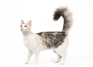 Tortoiseshells: Cat - Turkish Angora - Blacksilver mackerel tortie