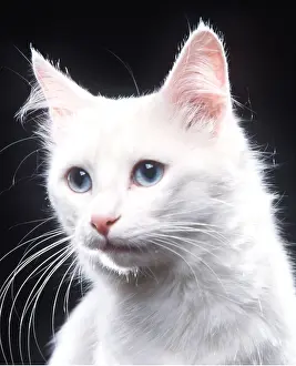 Angoras: CAT - TURKISH ANGORA BLUE EYES