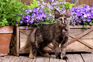 Stood: Cat - Turkish Angora kitten