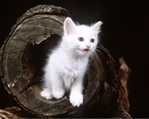Angoras: CAT- Turkish angora kitten with blue eyes