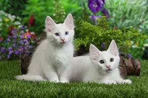 Friendships: Cat - Turkish Angora kittens