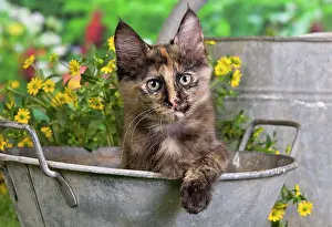 Calico: Cat - Turkish Angora - in old tin pot