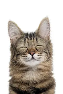 Contented: Cat Turkish Angora portrait smiling. Digital Manipulation