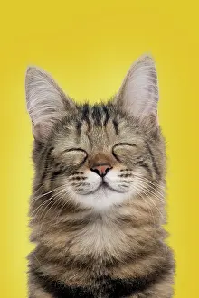 Contented: Cat Turkish Angora portrait smiling. Digital Manipulation