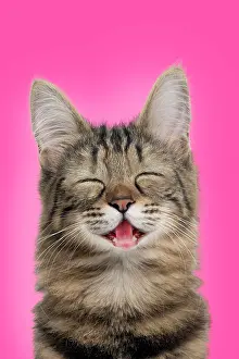 Contented: Cat Turkish Angora portrait smiling / laughing