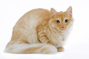 Mackerel: Cat - Turkish Angora - red mackerel tabby in studio