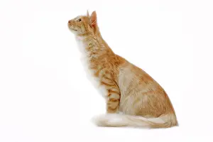 Mackerel: Cat - Turkish Angora - red mackerel tabby in studio