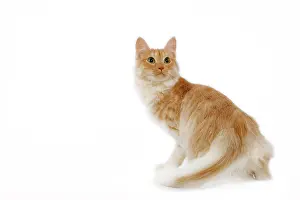 Mackerel: Cat - Turkish Angora - red mackerel tabby in studio