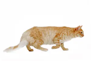 Mackerel: Cat - Turkish Angora - red mackerel tabby in studio