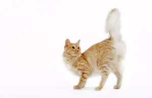 Mackerel: Cat - Turkish Angora - red mackerel tabby in studio