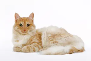 Mackerel: Cat - Turkish Angora - red mackerel tabby in studio