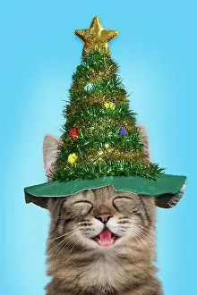 Cat, Turkish Angora smiling / laughing wearing Christmas