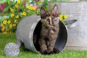 Calico: Cat - Turkish Angora - in watering can