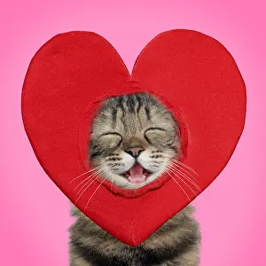 040718: Cat, Turkish Angora, wearing heart hat / headwear