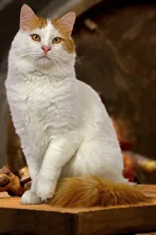 Vans: Cat - Turkish Van