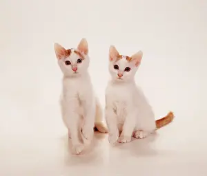 Vans: CAT - Turkish Van Auborn kittens