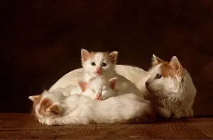 Vans: CAT-TURKISH VAN AUBORN MOTHER & KITTENS