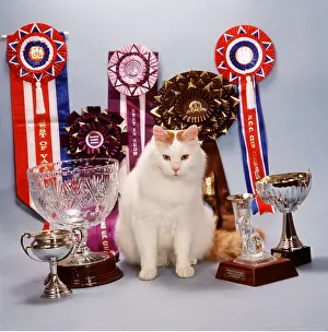 Rosette: CAT - TURKISH VAN BAZI With rosettes and trophies