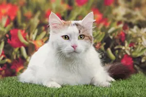 Swimmer: Cat - Turkish Van / Cat Swimmer of Lake Van