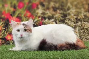 Vans: Cat - Turkish Van / Cat Swimmer of Lake Van