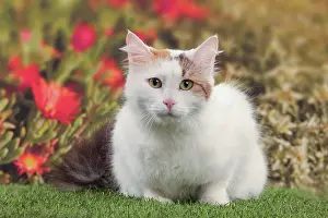 Vans: Cat - Turkish Van / Cat Swimmer of Lake Van