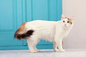 Vans: Cat - Turkish Van / Cat Swimmer of Lake Van
