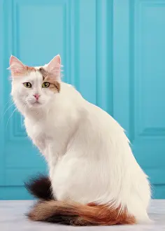 Vans: Cat - Turkish Van / Cat Swimmer of Lake Van