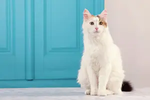 Vans: Cat - Turkish Van / Cat Swimmer of Lake Van