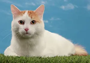 Vans: Cat - Turkish Van / Cat Swimmer of Lake Van