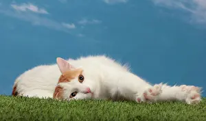 Vans: Cat - Turkish Van / Cat Swimmer of Lake Van