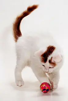 Balls: CAT - TURKISH VAN Playing with ball