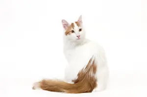Vans: Cat - Turkish Van in studio