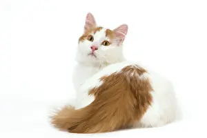 Vans: Cat - Turkish Van in studio