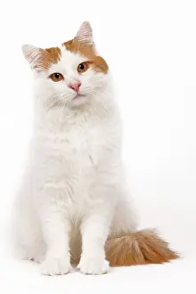 Vans: Cat - Turkish Van in studio