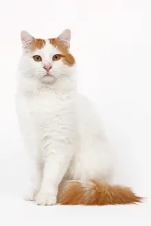 Vans: Cat - Turkish Van in studio