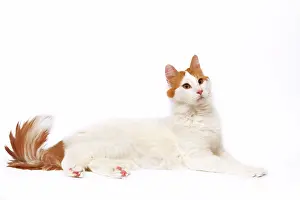 Vans: Cat - Turkish Van in studio